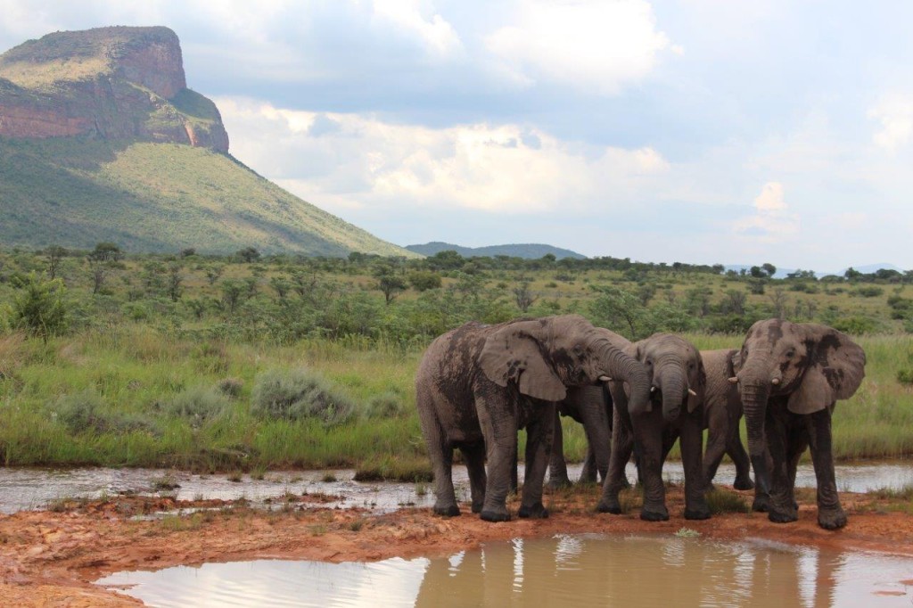 Matriarch_little_guy