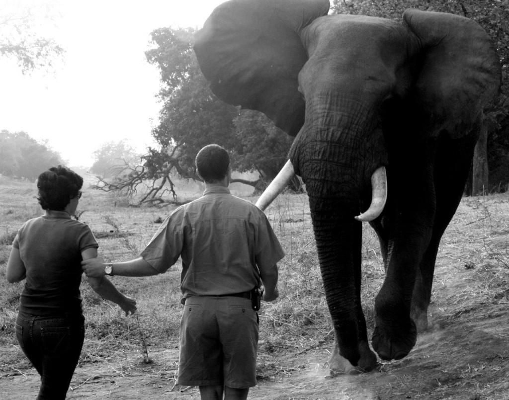craig_van_zyl_elephant_tuskers__ (2)