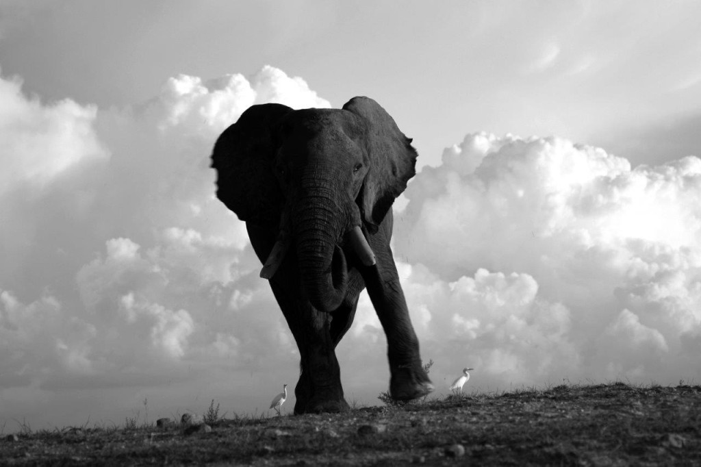 craig_van_zyl_elephant_tuskers__ (8)