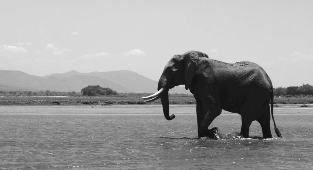 craig_van_zyl_elephant_tuskers__ (9)