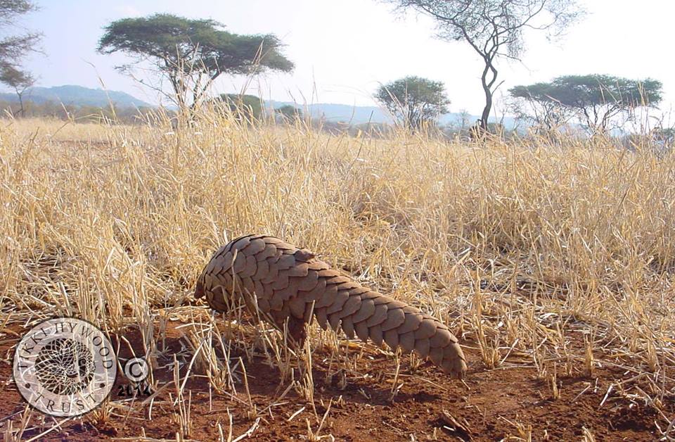 pangolin_savingthewild_ (4)