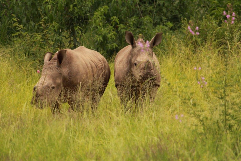 rhino_tots_flowers