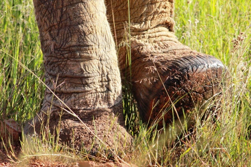 photo credit - savingthewild.com -  (2)