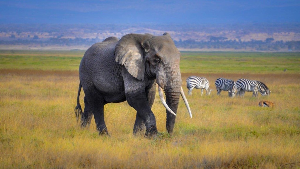 Poulomee Basu - WildAid -  (8)