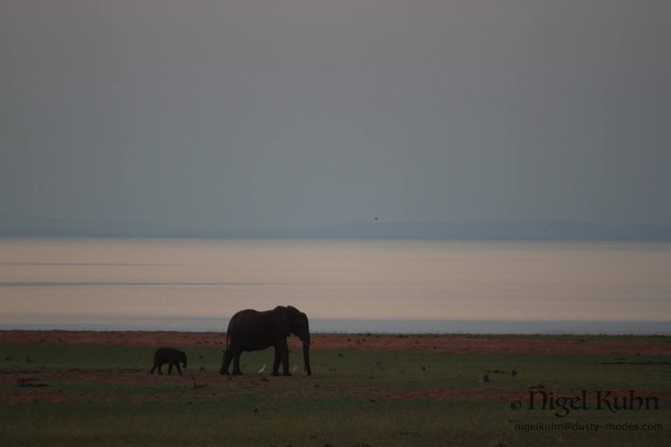 nigel_eles_matusadona