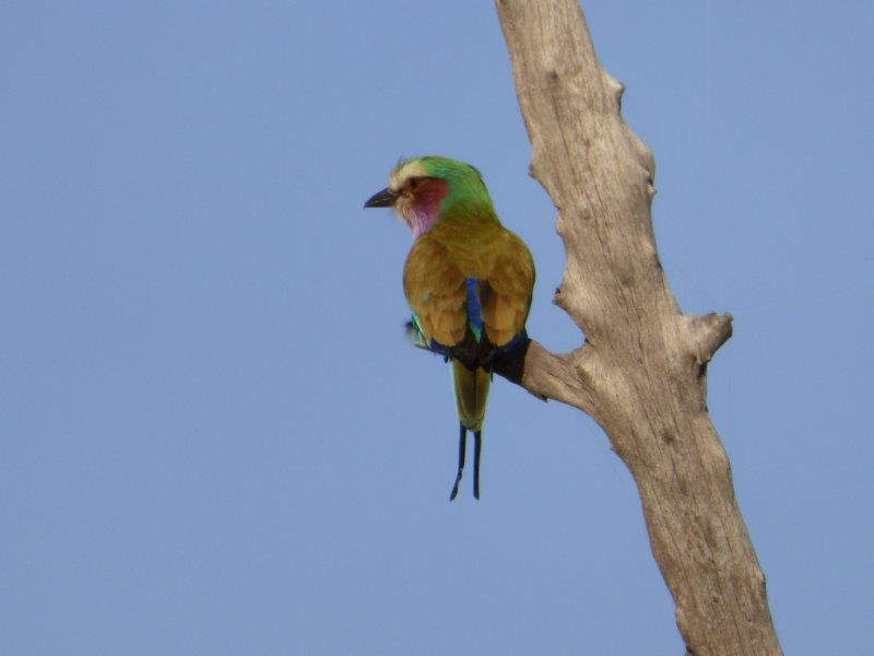 rhino_safari_lodge__ (15)