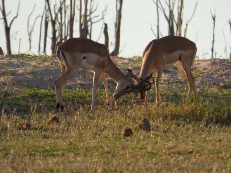 rhino_safari_lodge__ (16)