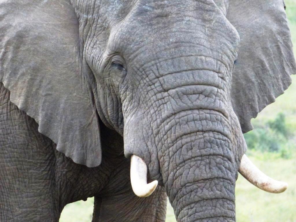 ele_savingthewild_thulathula_ (9)