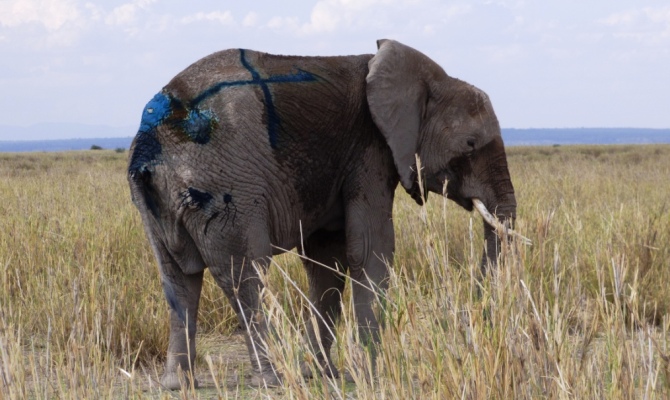 saving_the_wild__big_life_elephant_rescue__ (6)