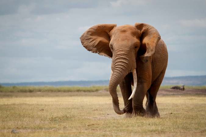 savingthewild.com - Robyn Preston