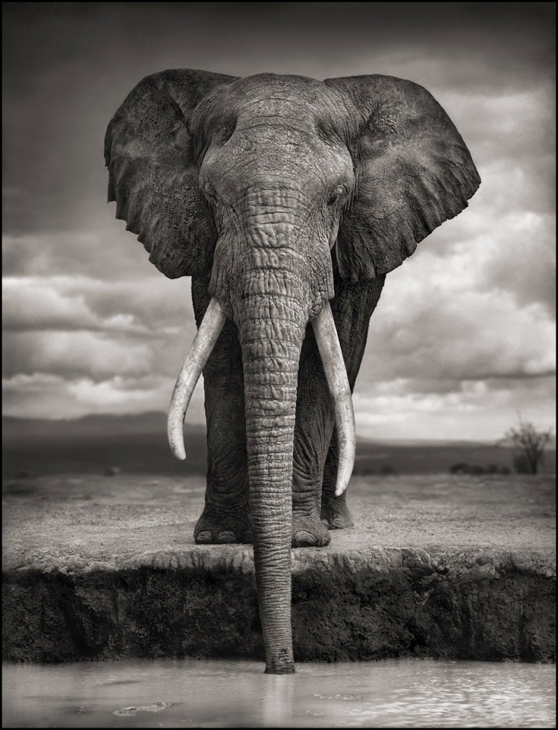 Elephant Drinking, Amboseli, 2007. Killed by Poachers, 2009.