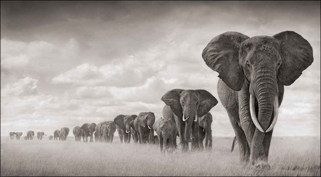 Elephants Walking Through Grass, Amboseli 2008. Leading Matriarch Killed by Poachers, 2009.