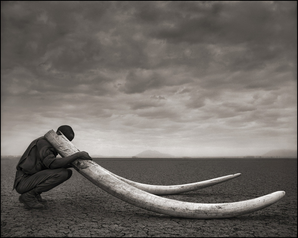 Ranger Holding Tusks of Elephants Killed at the Hands of Man, Amboseli, 2011