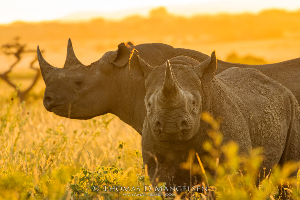 mangelsen-africa-2017-unreleased-black-rhinos-the-golden-hour