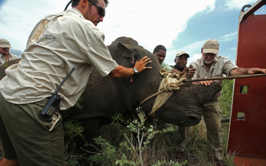care-of-the-wildlife-rhinos-without-borders2