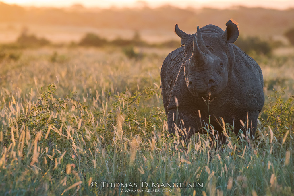 mangelsen_saving_the_wild-black_rhino_field_of_dreams
